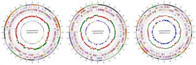 Assessing the probiotic potential, antioxidant, and antibacterial activities of oat and soy milk fermented with Lactiplantibacillus plantarum strains isolated from Tibetan Kefir